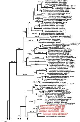 Frontiers | Trichoderma- from lab bench to field application 